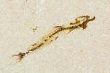 Three Cretaceous Fossil Fish - Lebanon #111692-3